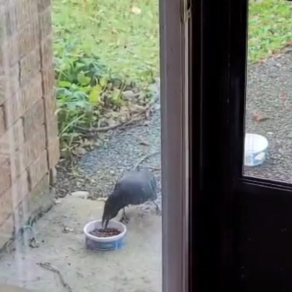 Meet your Posher, Traeic - Picture 7 of 16